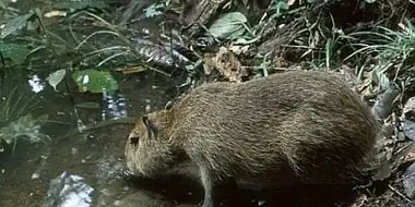 Capybara: Swamp Hogs