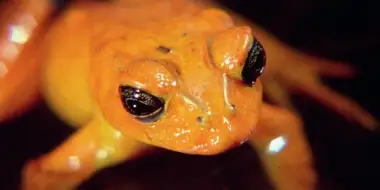 Invasion of the Land