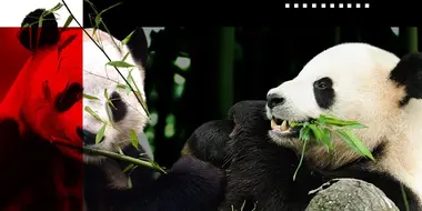 10 Ups & Downs of the Panda Pair