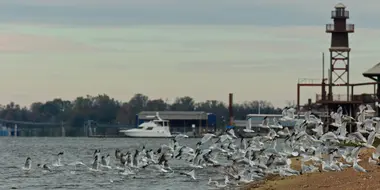 The Mississippi Delta