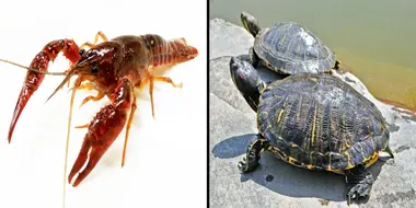 Japan Bans Trade of Invasive Crayfish and Turtles