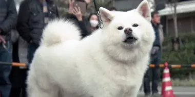 Dog Parade Marks 100 Years Since Birth of Hachiko