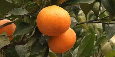 Mikan: Japan's Favorite Citrus Fruit