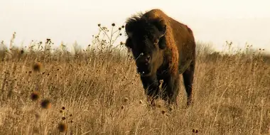 Saving Bison, Hunting Access & Corralling CWD