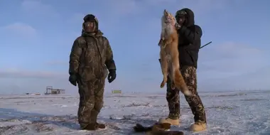 The Coldest Hunt: Nunivak Island Muskox