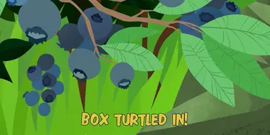 Box Turtled In!