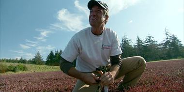 Cranberry Farmer