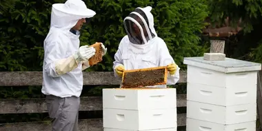 Beekeeping