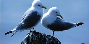 Saving Our Seabirds