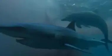 Saved By Dolphins