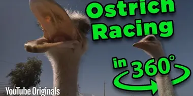 Beware the BEAK! Ostrich Racing 360