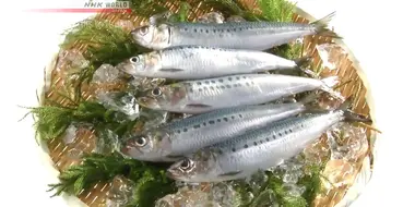 Sardine