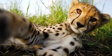 Cheetahs: Growing Up Fast