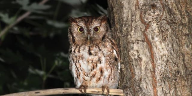 Birding at Night