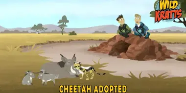 Cheetah Adopted