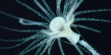 The Infinite Variety