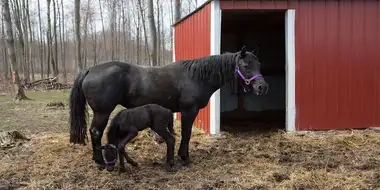 Three Vets and a Baby