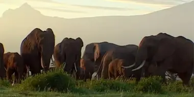 Elephants: Spy in the Herd