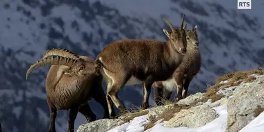 Winter in the Swiss Alps