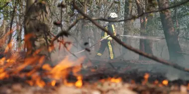 Forest in flames