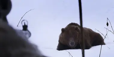 Bear in Sight