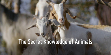 The Secret Knowledge of Animals