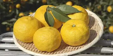 Yuzu