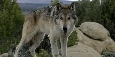 The Wolf That Changed America