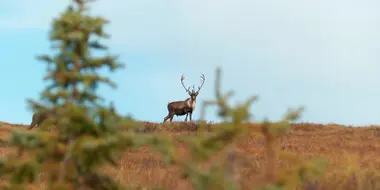 Fortymile Caribou (1)