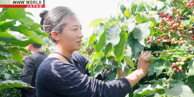 Ethnic Minorities Leading the Coffee Rush: Yunnan, China