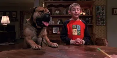 Dewey's Dog