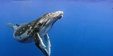 Humpback Whales: A Detective Story