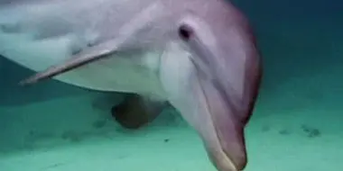 Dolphins