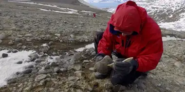 Artificial Sweeteners, Antarctica Fossils