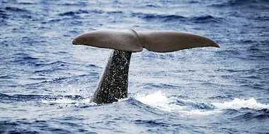 Sperm Whales: Back From the Abyss