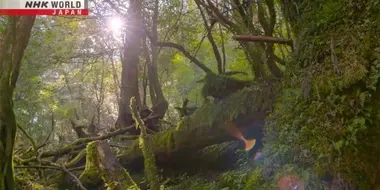 Island of Eternal Forest: Yakushima