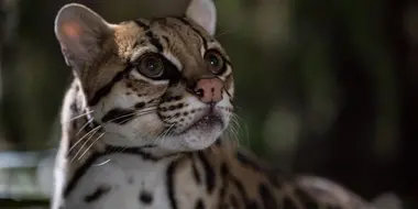 American Ocelot