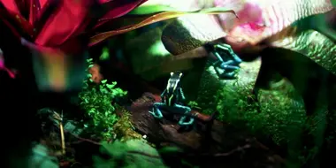 Poison Dart Frog Family