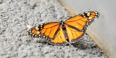 Wildebeest and Monarch Butterfly