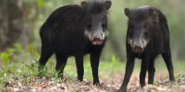 Peccary Party