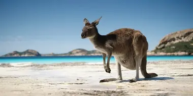 The Great Australian Road Trip