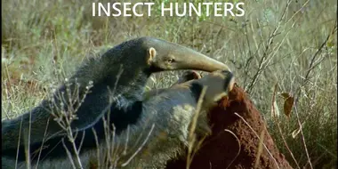 Insect Hunters