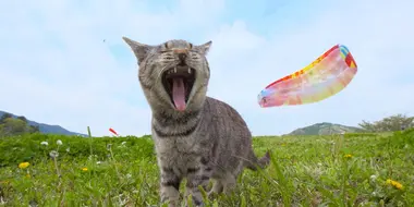 Ibaraki: Sporty Kitties
