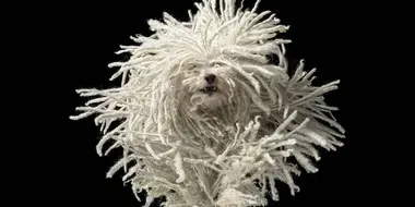 Tim Flach