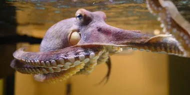 Octopus: Making Contact