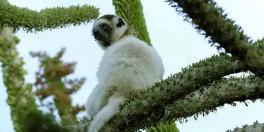 A World of Thorns: Thorny Forest, Madagascar