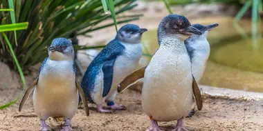 Penguins: Meet the Family