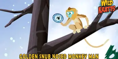 Golden Snub Nosed Monkey Man