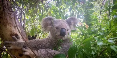 On a cuddle course in Australia