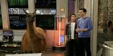 Llama Drama